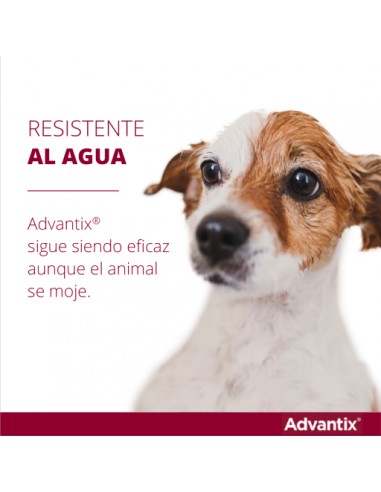PIPETA ADVANTIX 0-4KG