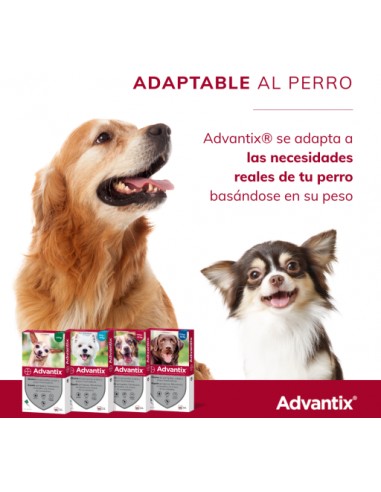PIPETA ADVANTIX 0-4KG