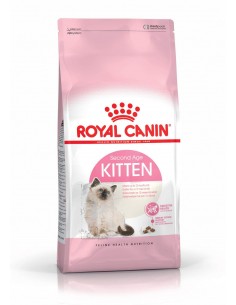ROYAL C CAT FHN KITTEN