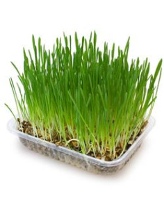 Aq HIERBA gatosBANDEJA