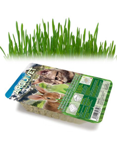 Aq HIERBA gatosBANDEJA 2