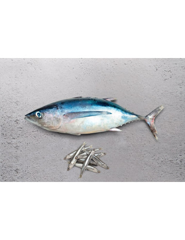 OCEAN Cantabric Bonito y Anchoa
