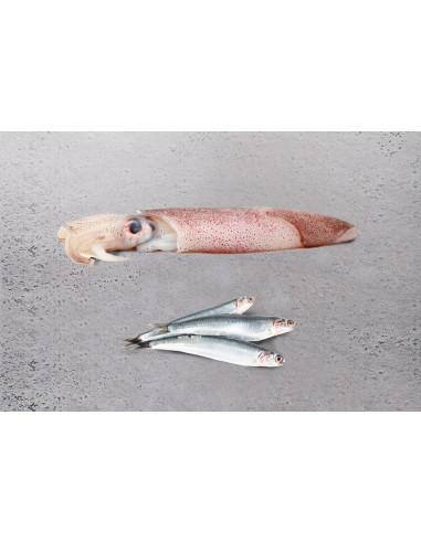 OCEAN Pacific, Anchoveta y Calamar